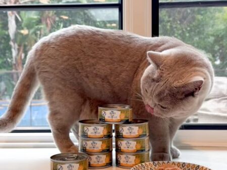 Premium Wet Cat Food