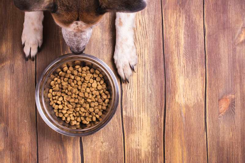 "Organic dog food made from high-quality, natural ingredients ensures your dog’s health and vitality."