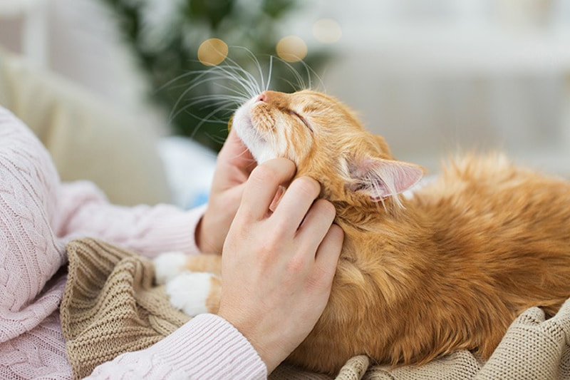 “A well-groomed coat not only looks beautiful but also helps maintain your cat’s overall health.”