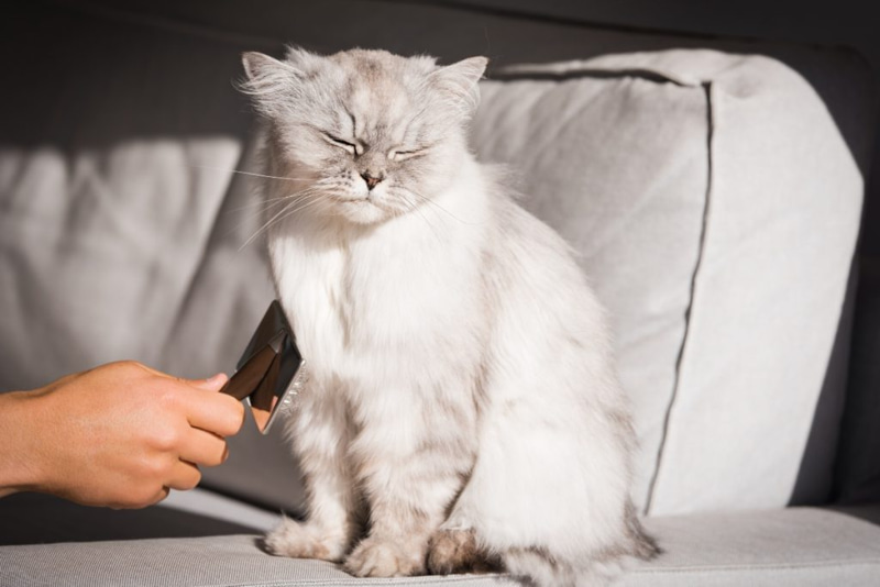 "Grooming sessions are a great way to bond with your cat while keeping them looking their best."