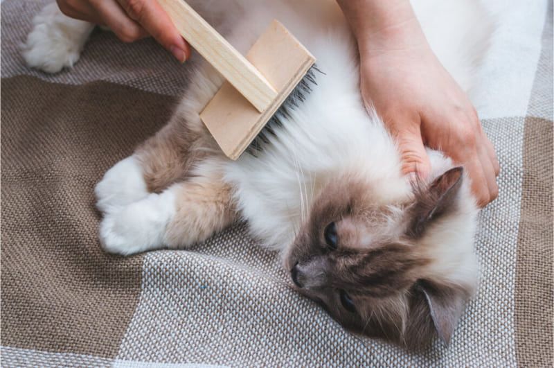 "During grooming, always check for signs of skin issues or parasites to ensure your cat's health."