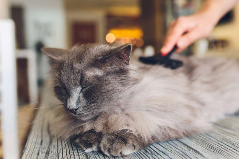 "Regular brushing is one of the best pet care tips for keeping your long-haired cat's coat tangle-free and healthy.